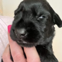 Pink collar - Black female Giant Schnauzer puppy in Atoka, Oklahoma from Hannah's Haus & Farm