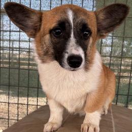 Sable Girl - Sable female Pembroke Welsh Corgi puppy in Bay Area, California from MJ's Corgis