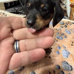 Dachshund Puppies from Witchy Woman’s Wiener’s