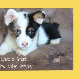 Yellow female - White and black female Pembroke Welsh Corgi puppy in Wayne City, Illinois from Lash Livestock & Corgis