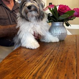 Biewer Terrier, Cavalier King Charles Spaniel, and Russian Salon Dog Puppies from Kilmaren Cavaliers and Born in the USA Biewer Terriers