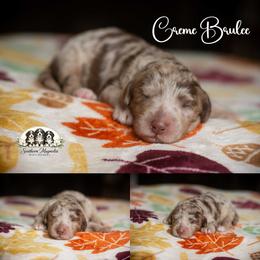 Creme Brulee - Merle female Bernedoodle puppy in Spartanburg, South Carolina from Southern Magnolia Bernedoodles