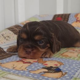 Sidney - Chocolate female Cavalier King Charles Spaniel puppy in Marshfield, Missouri from Clearview Kennels