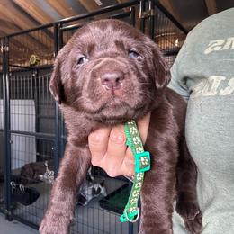 Green - Chocolate male Labrador Retriever puppy in Newton Grove, North Carolina from Wayalife Labradors & Gsp’s