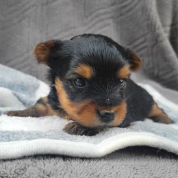 Kris Kringle - Black and gold male Yorkshire Terrier puppy in Middleton, Idaho from Rocky Mountain Yorkies