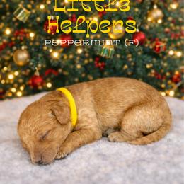 Peppermint - Apricot female Goldendoodle puppy in Houston, Texas from Golden Life Doodles