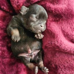 Big Yikes - Black and tan male French Bulldog puppy in Overland Park, Kansas from Simply Kind Frenchies