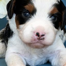 Moo moo girl - Parti female Assorted Doodle Crosses puppy in Yuciapa, California from AlltheDoodlez_