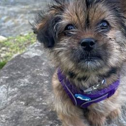 Cockapoos, Shihpoos, Shih Tzus, Shorkies, and Yorkipoos from Christina’s Puppy Utopia