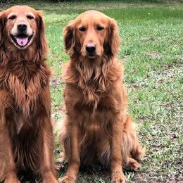 Golden Retrievers from North Country Goldens