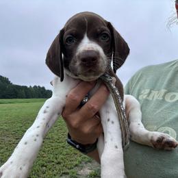 Gray - Liver and white male German Shorthaired Pointer puppy in Newton Grove, North Carolina from Wayalife Labradors & Gsp’s