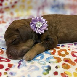 Purple - Sable female Poodle puppy in Houma, Louisiana from Smart Azz Poodles