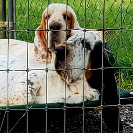 Basset Hound Puppies from Double Branch Basset Hounds