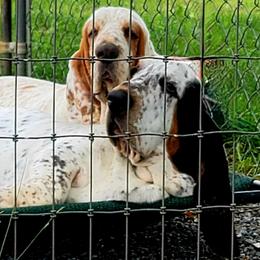 Basset Hound Puppies from Double Branch Basset Hounds