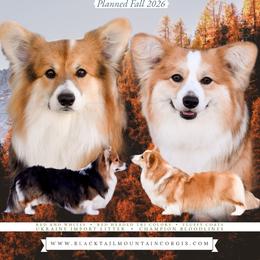 Pembroke Welsh Corgi puppies from Blacktail Mountain Corgis
