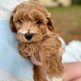 Samwise - Red male Cockapoo puppy in Tallahassee, Florida from Panhandle Pups