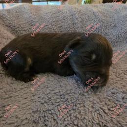 Bourbon - Liver female Miniature Schnauzer puppy in Crestview, Florida from Dees Schnauzers