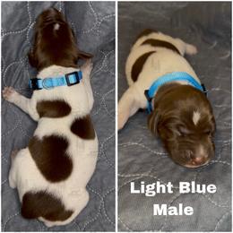 Blue - Liver and white male German Shorthaired Pointer puppy in Nacogdoches, Texas from Triple R German Shorthaired Pointers