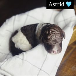Astrid - Parti female Poodle puppy in Mars Hill, North Carolina from Hunter Farm