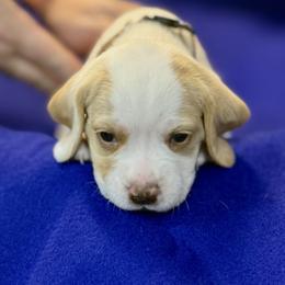 Brown Collar-Ace - Red and white male Beagle puppy in Las Vegas, Nevada from Hound Kings