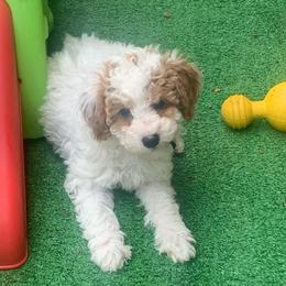 Koda - Parti male Poodle puppy in Haddam, Kansas from Golden B Acres