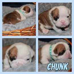 Chunk - Red and white Bulldog puppy in Lake, Mississippi from MS Magnolia Bulldogs