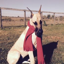 Great Danes from MoonRiver Danes