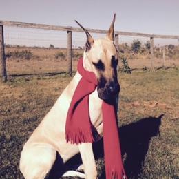 Great Danes from MoonRiver Danes