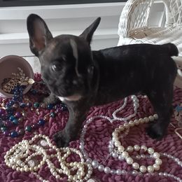 French Bulldog Puppies from Jettons Jewels Frenchies