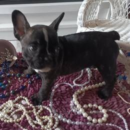 French Bulldog Puppies from Jettons Jewels Frenchies