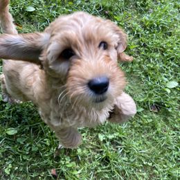 Goldendoodle Puppies from Coal Country Doodles