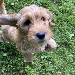 Goldendoodle Puppies from Coal Country Doodles