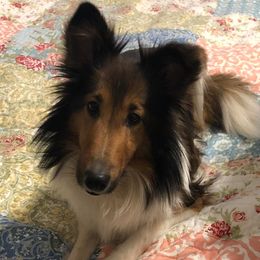 Shetland Sheepdogs from Southern Shelties