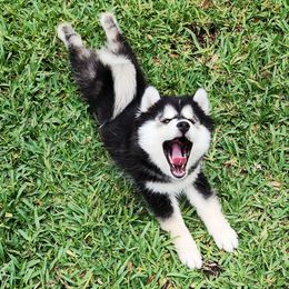 Pomsky Puppies from Way too cute Pomskies