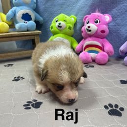 Raj - Sable male Pembroke Welsh Corgi puppy in Apison, Tennessee from Ashmore Corgis