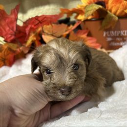 Boudreaux - Wheaten male Miniature Schnauzer puppy in Lufkin, Texas from C&K’s Schnauzer House