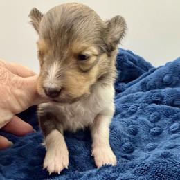 SUPERMAN - Sable & white male Toy Shetland Sheepdog puppy in Livonia, Michigan from M7’s Shelties, Toonies & AussieDoodles