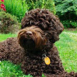 Truffle - Australian Labradoodle