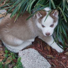 Siberian Husky Puppies from Milly's Showline Pets
