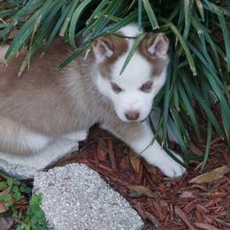 Siberian Husky Puppies from Milly's Showline Pets
