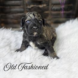 Old Fashioned - Sable male Cockapoo puppy in Mancelona, Michigan from Lavender poodles & doodles