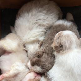 Pomeranian puppies from Hughes Springs Tx Poms