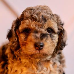 Onyx - Merle male Goldendoodle puppy in Forney, Texas from Diamond Doodle Pups and Poodles