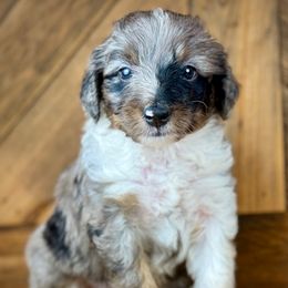 BMM4 - Blue merle male Aussiedoodle puppy in Prague, Oklahoma from Classic K9’s  Aussies & Doodles