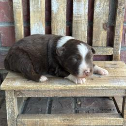 RTM - Red tri-color male Australian Shepherd puppy in Lexington, Nebraska from Osborne's Aussies