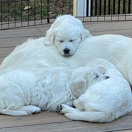 Golden Retrievers from Anderson Goldens
