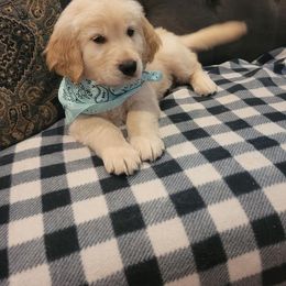 Golden Retriever Puppies from Golden Coast Kennels