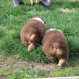 Australian Shepherd Puppies from Starlit Grove Australian Shepherds