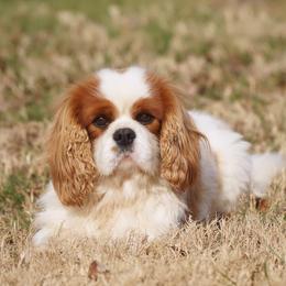 Jax - Cavalier King Charles Spaniel