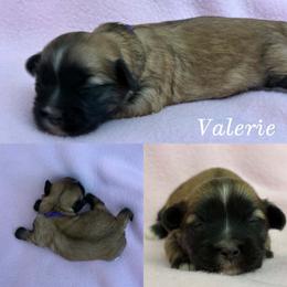 Valerie - Red gold female Lhasa Apso puppy in Cincinnati, Ohio from Shangri-La Lhasa Apsos